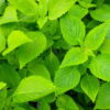 Hạt giống cây kinh giới
